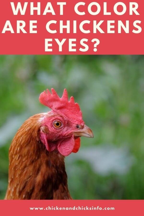 What Color Are Chickens Eyes