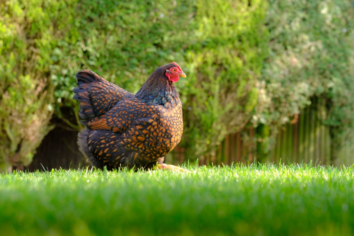 Colorful chicken walking on a backyard meadow.