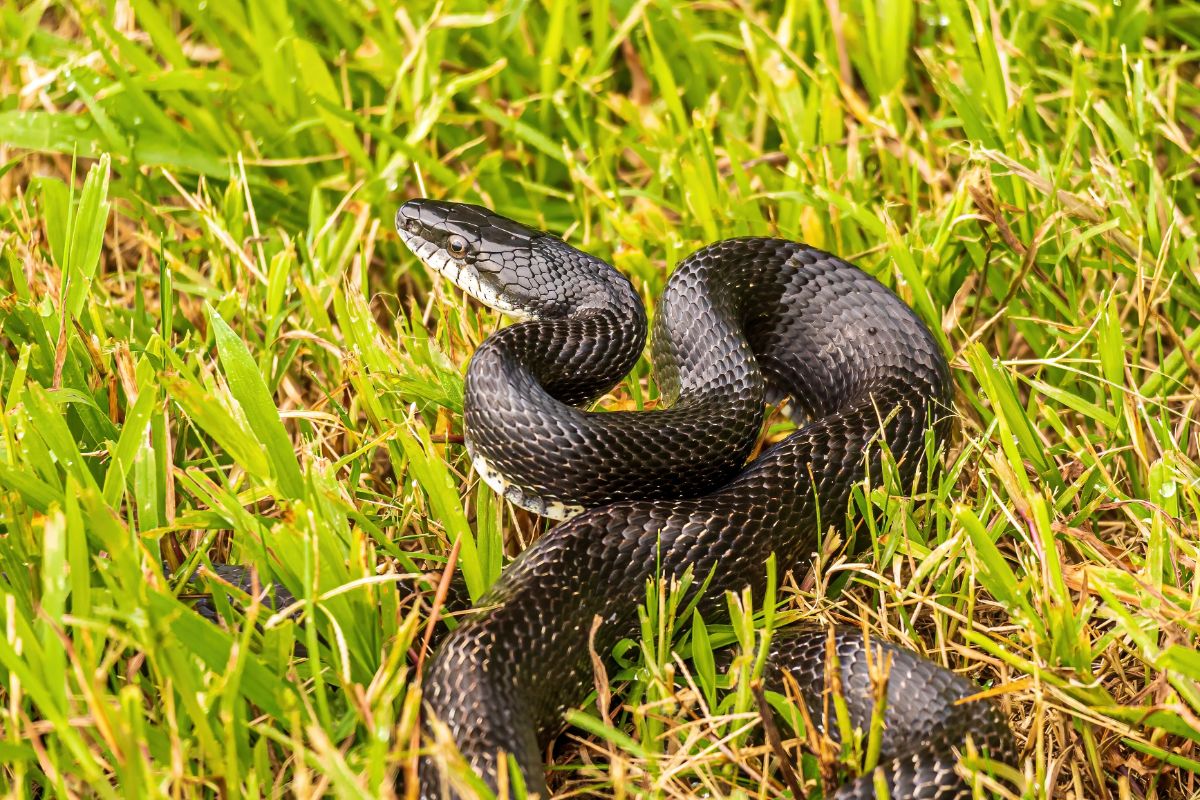Blakck rat snake in the grass.