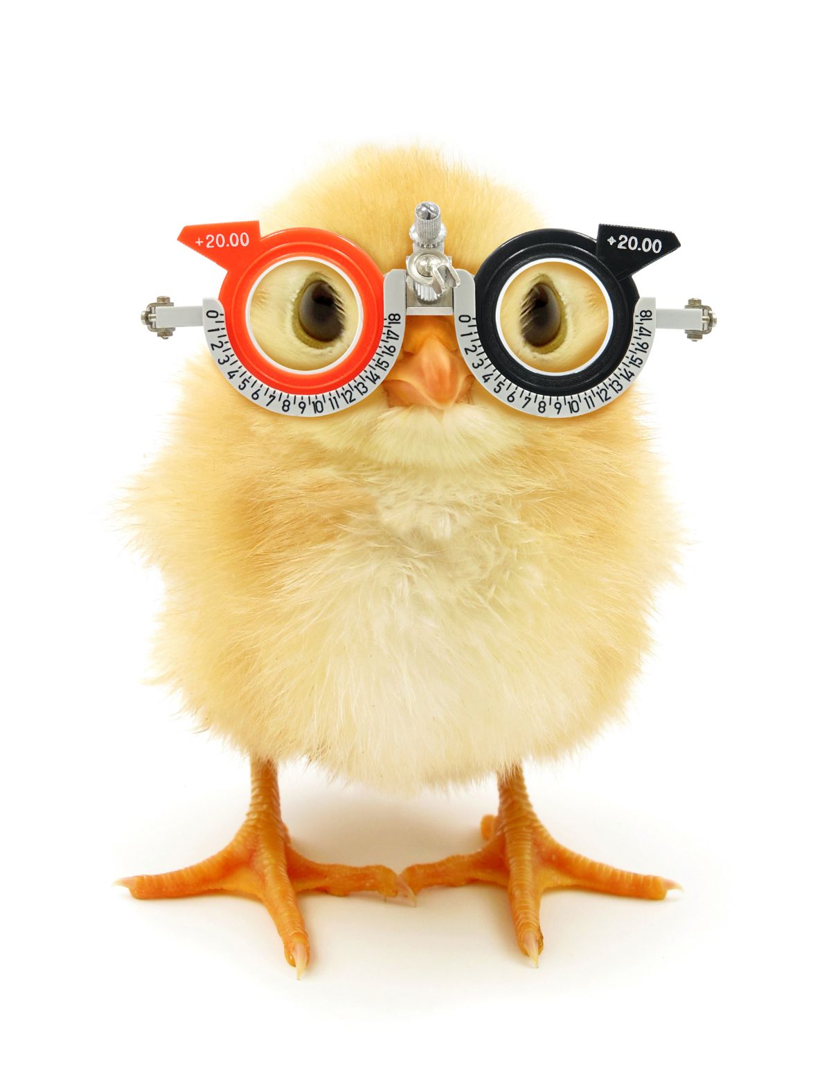 Chick with glasses.