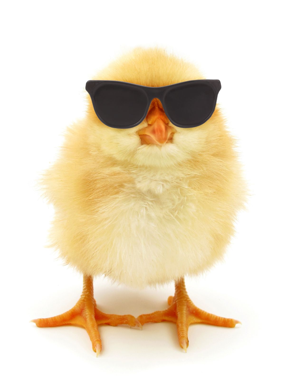 Chick with sunglasses.
