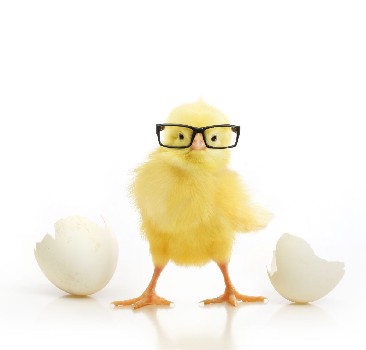 Cute chick with glasses.