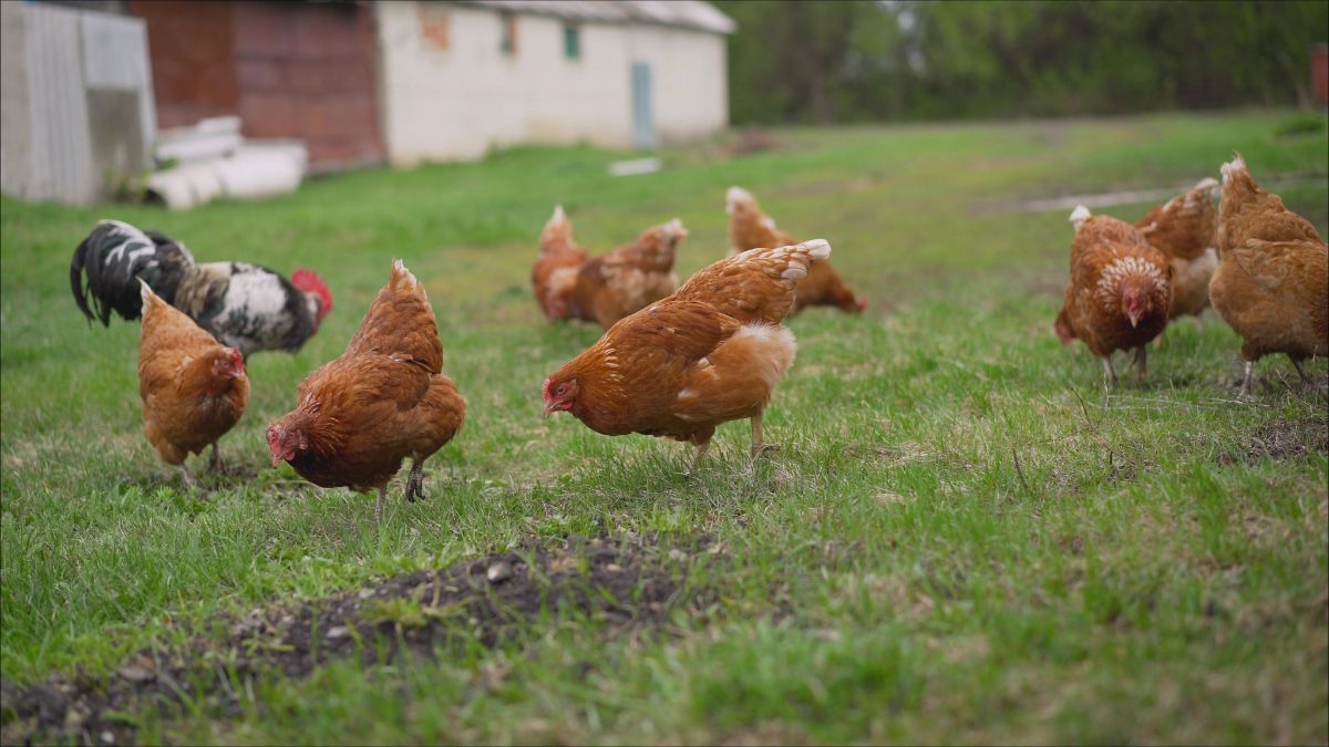 Bunch of brown chickens and a rooster feeding on a pasture.