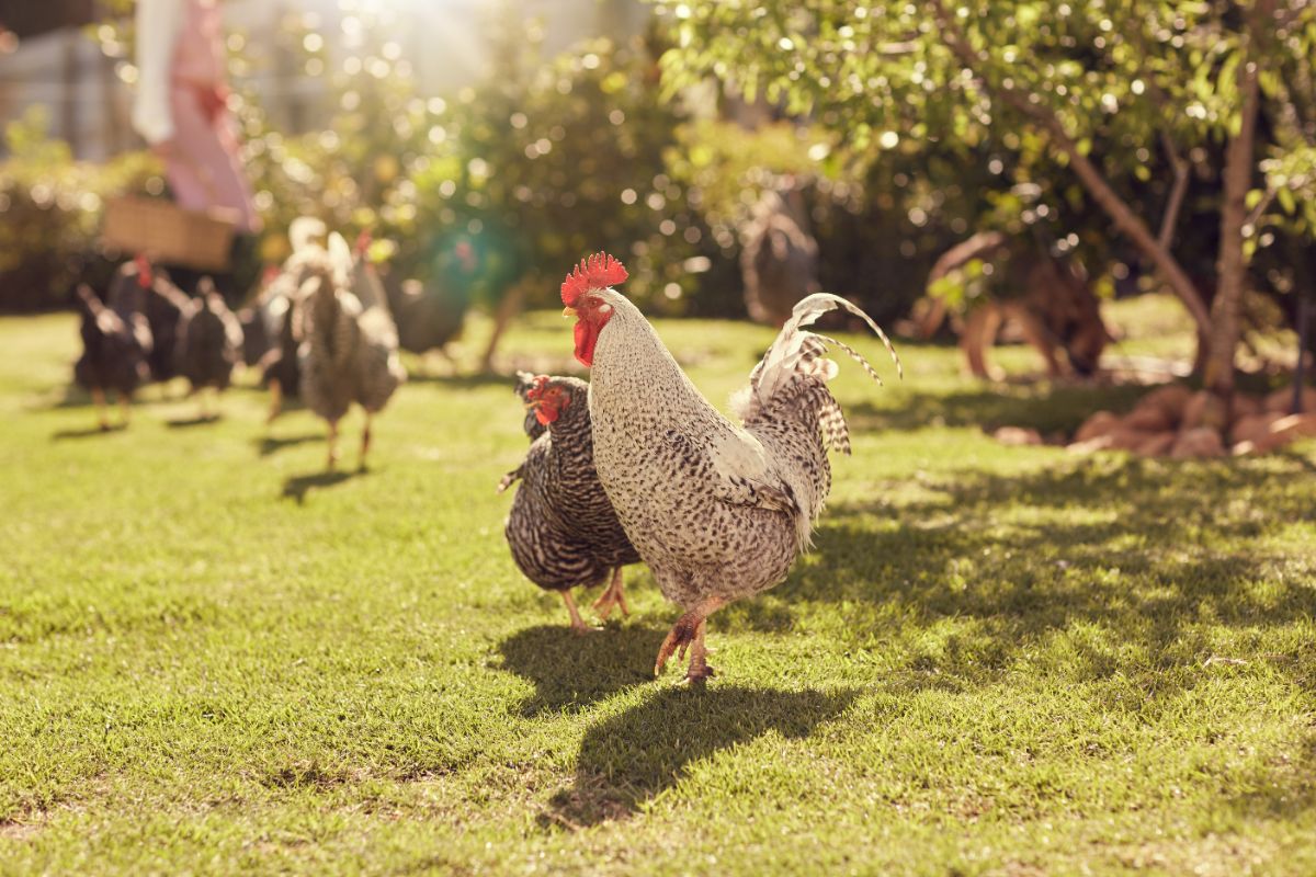 Rooster with chickens on a backyard pasture.