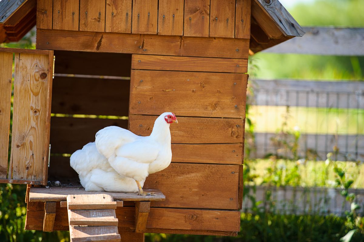 Wooden chicken coop with two white chickens.
