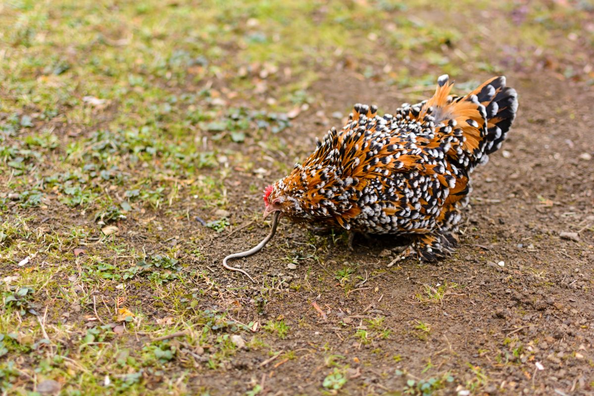 Colorful chicken eating a small snake.