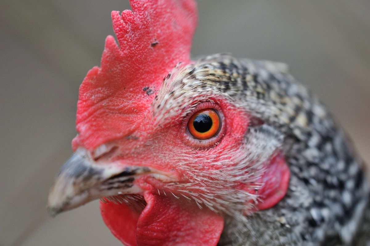 Close-up of chicken head.
