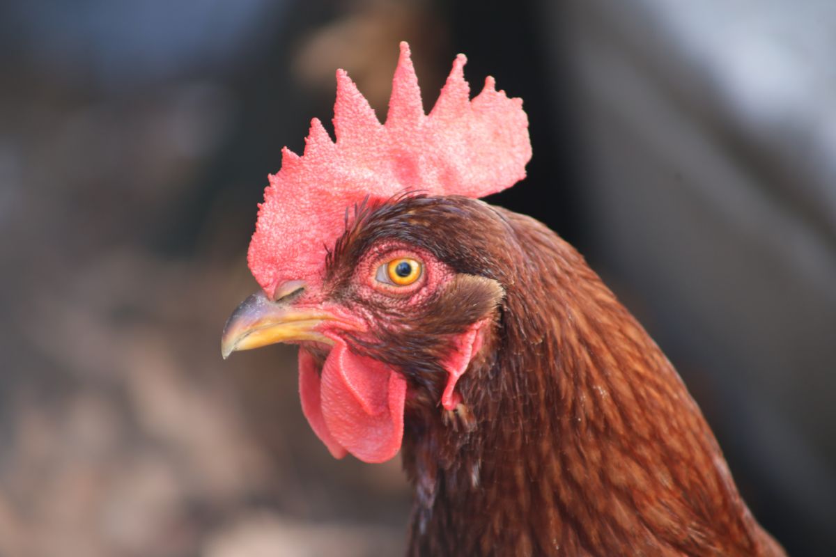 Brown chicken head close-up.
