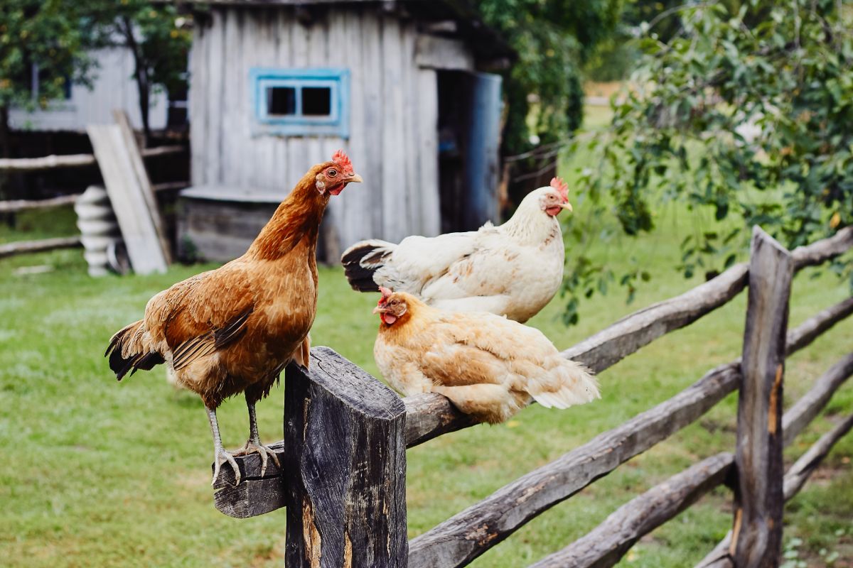 Three chickens sitting on a wooden fence.
