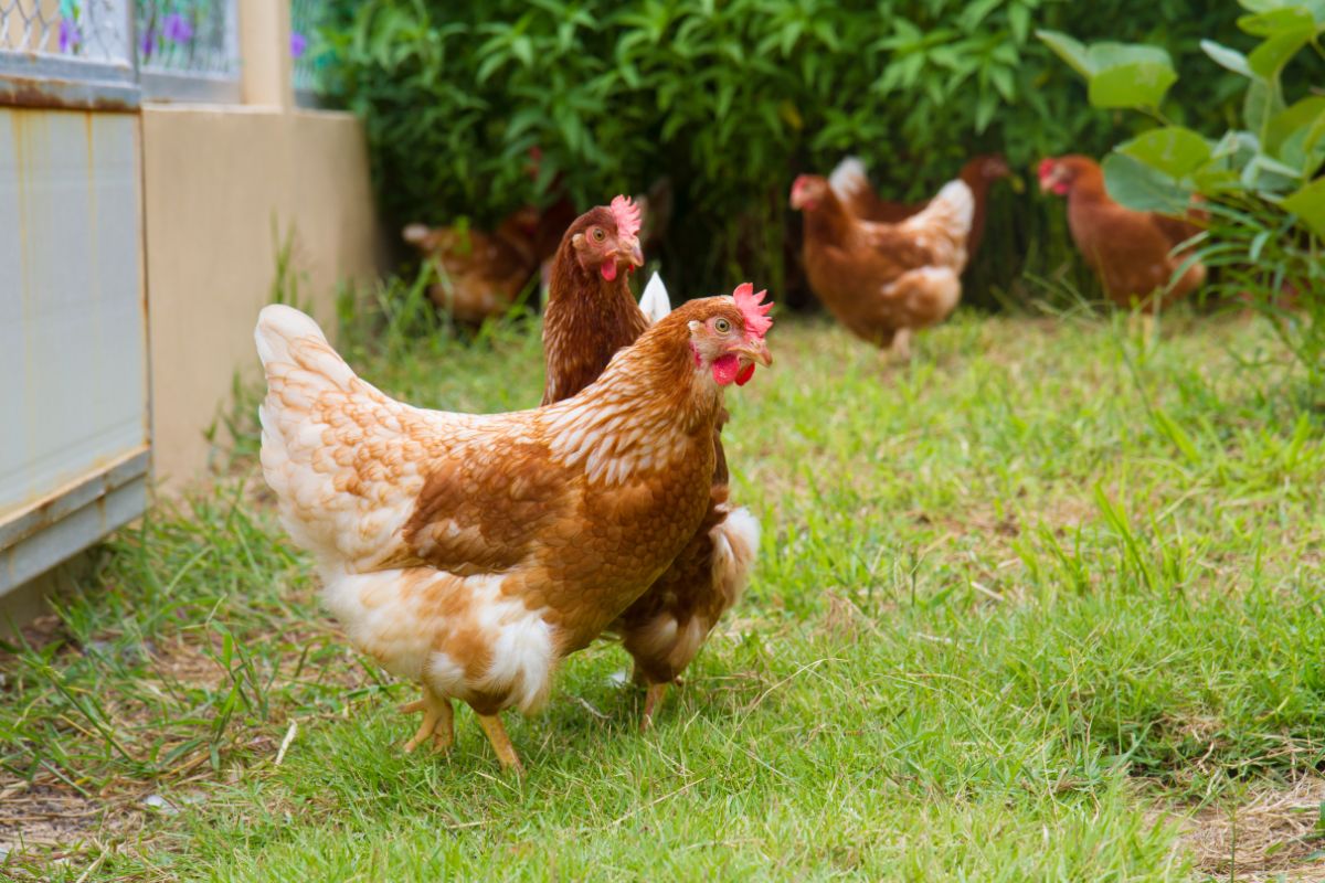 Bunch of brown chicken in a backyard.