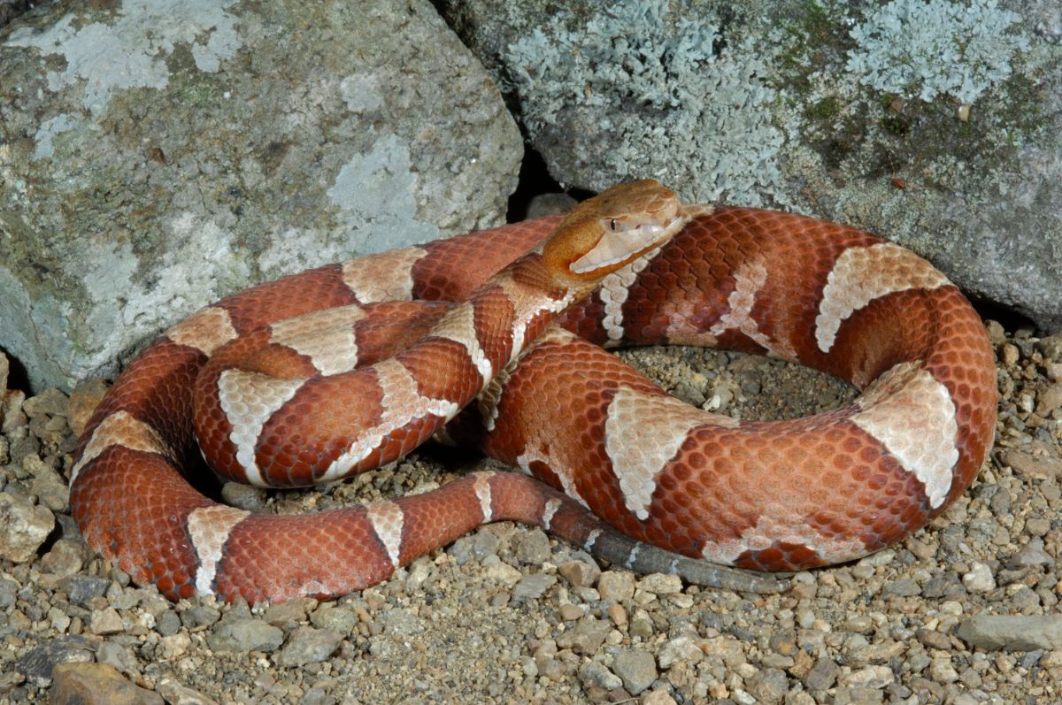 Copperhead on rocky soil near big rocks.