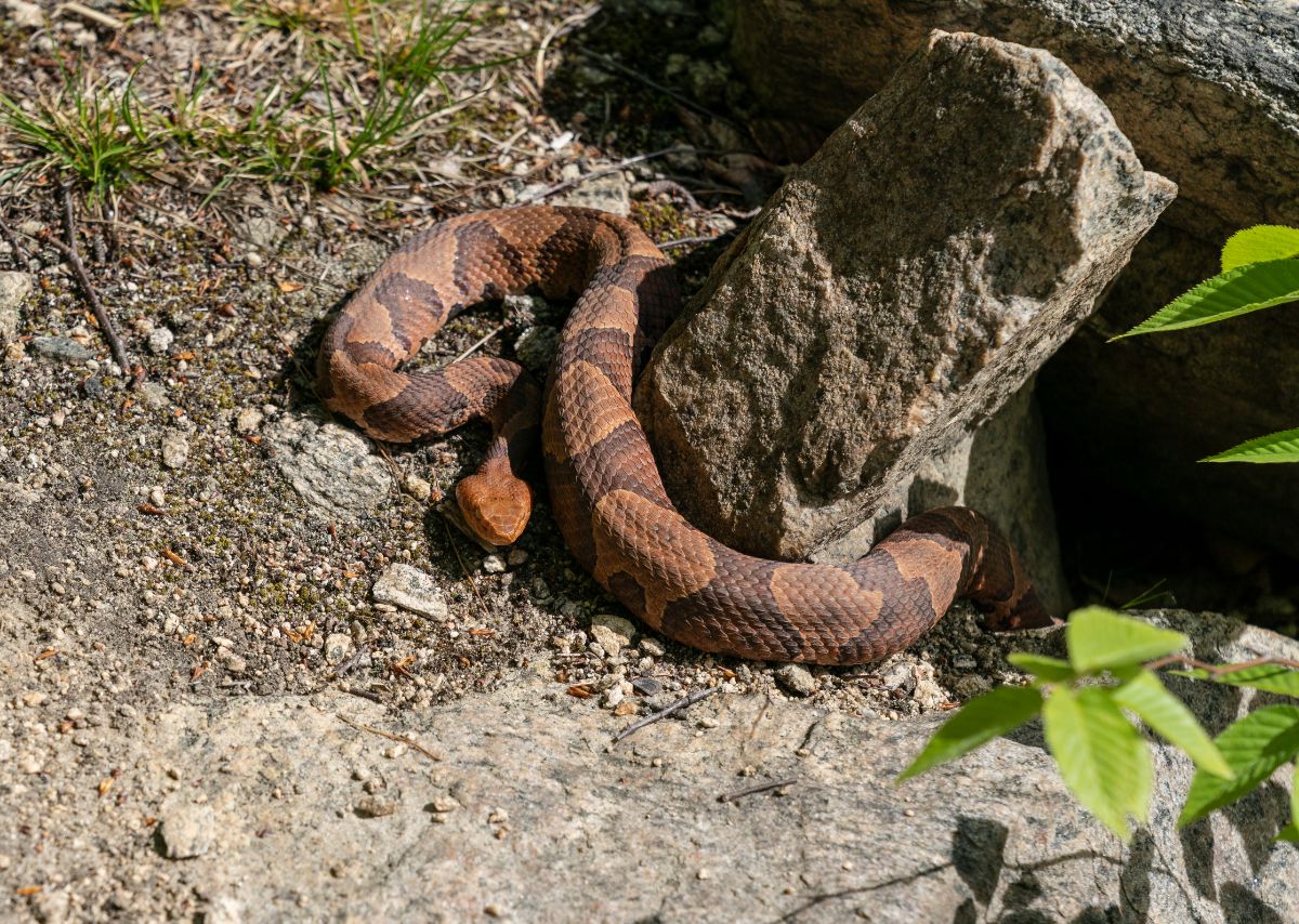 Copperhead snake near big rocks on a sunny day.