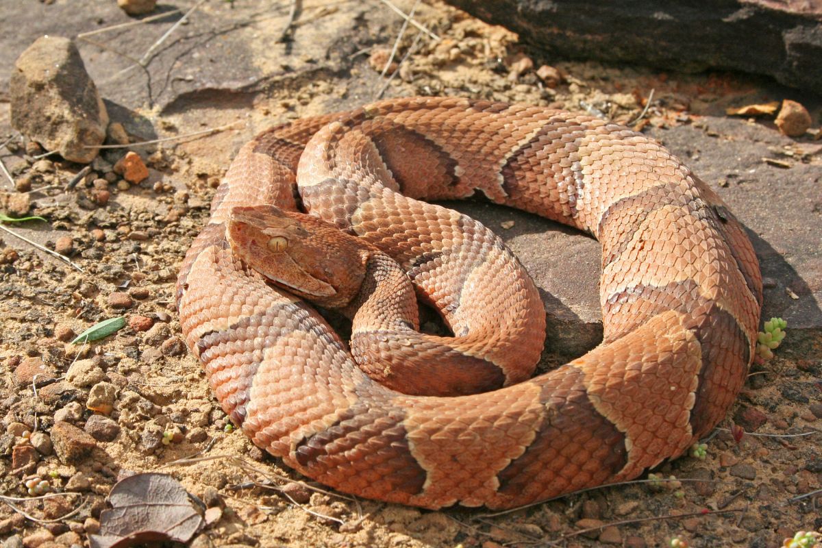 Copperhead snake on rocky soil on a sunny day.