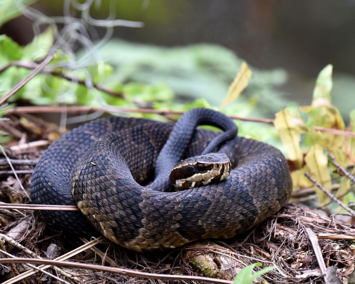 Black-brown cottonmouth snake.