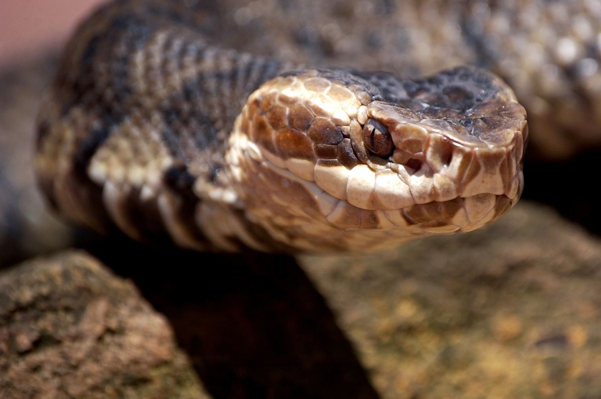 Cottonmouth snake close-up.