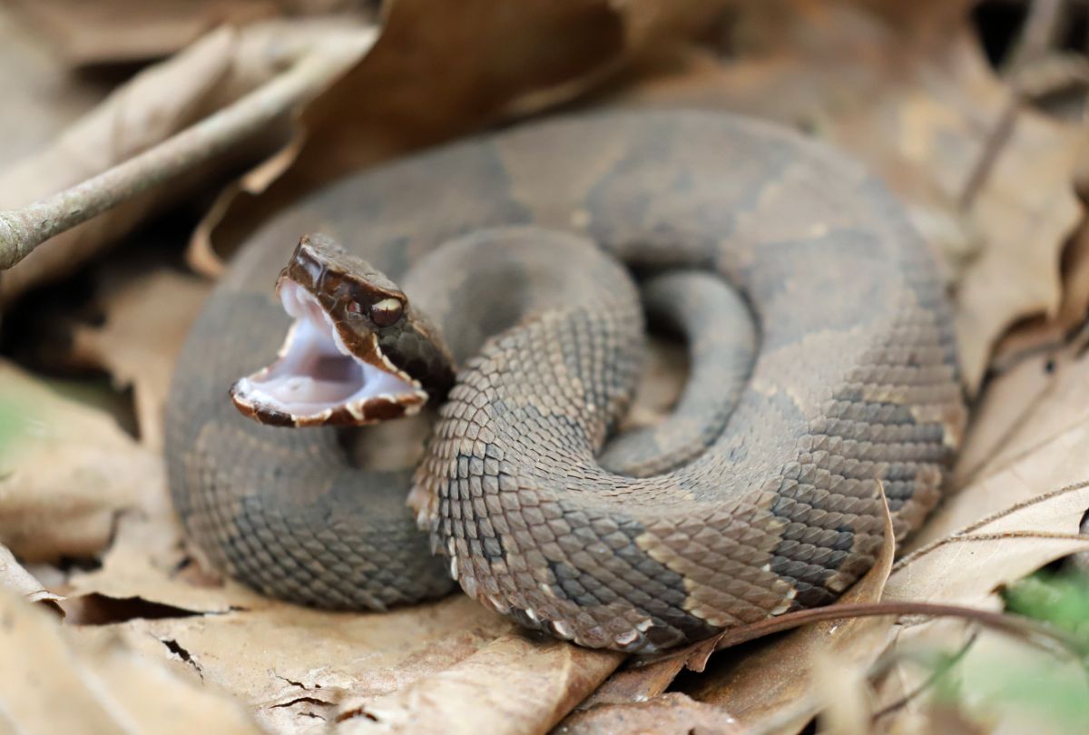 Gray-brown cottonmouth snake ready to atack.