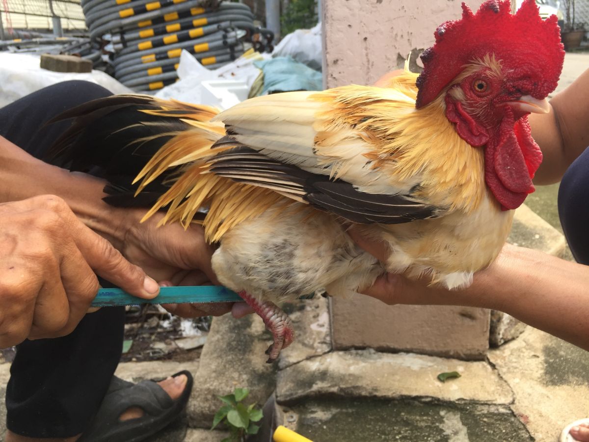 Farmers removing rooster spurs.