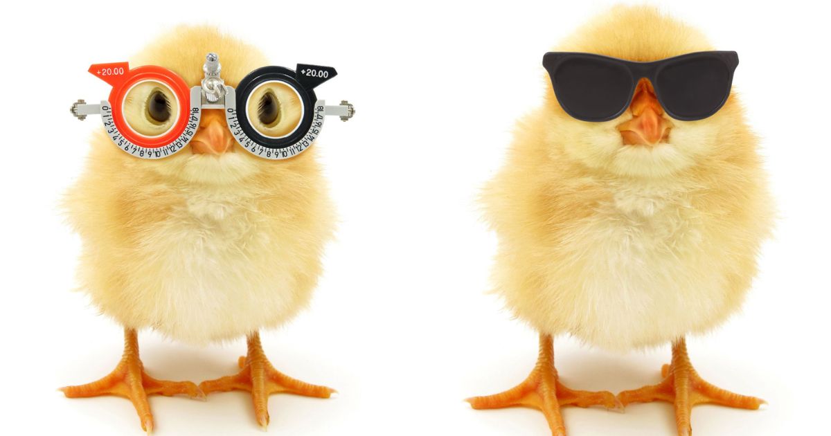 Do Chickens Wear Glasses? (They’re Called Pinless Peepers) Chicken
