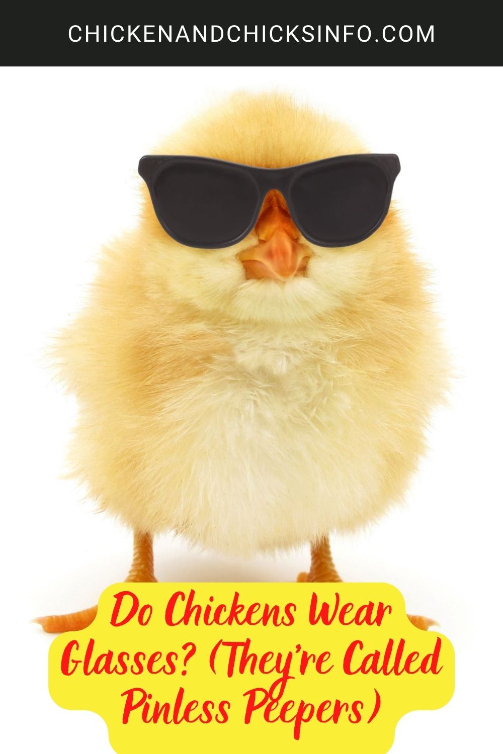 Do Chickens Wear Glasses? (They’re Called Pinless Peepers) poster.
