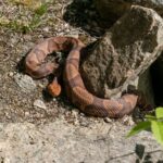 Copperhead snake near big rocks on a sunny day.