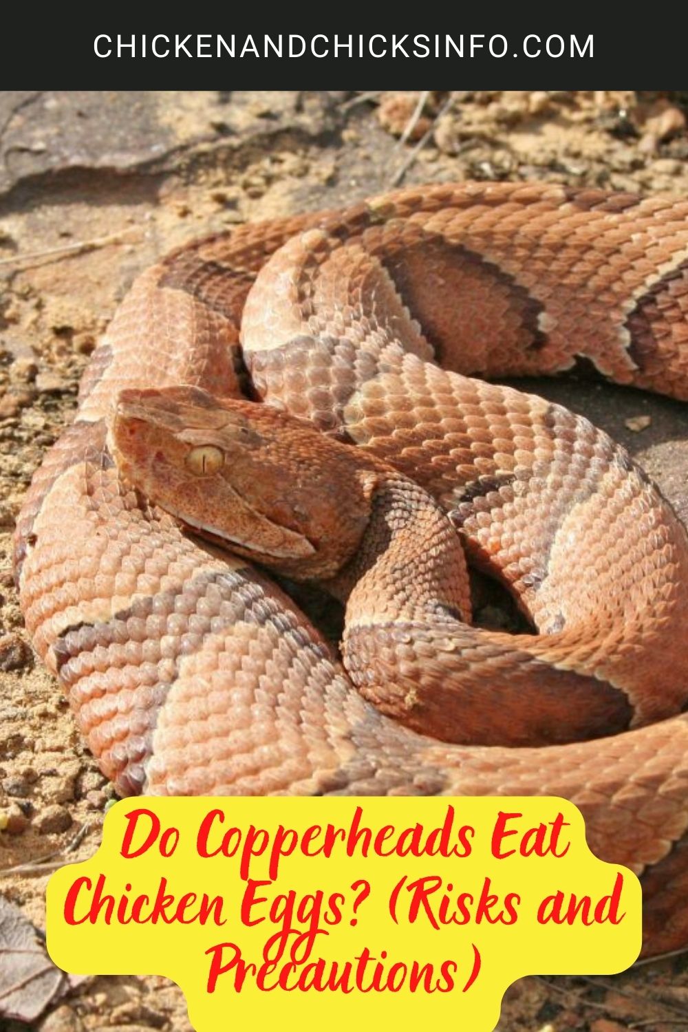 Do Copperheads Eat Chicken Eggs? (Risks and Precautions) poster.
