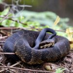 Black-brown cottonmouth snake.