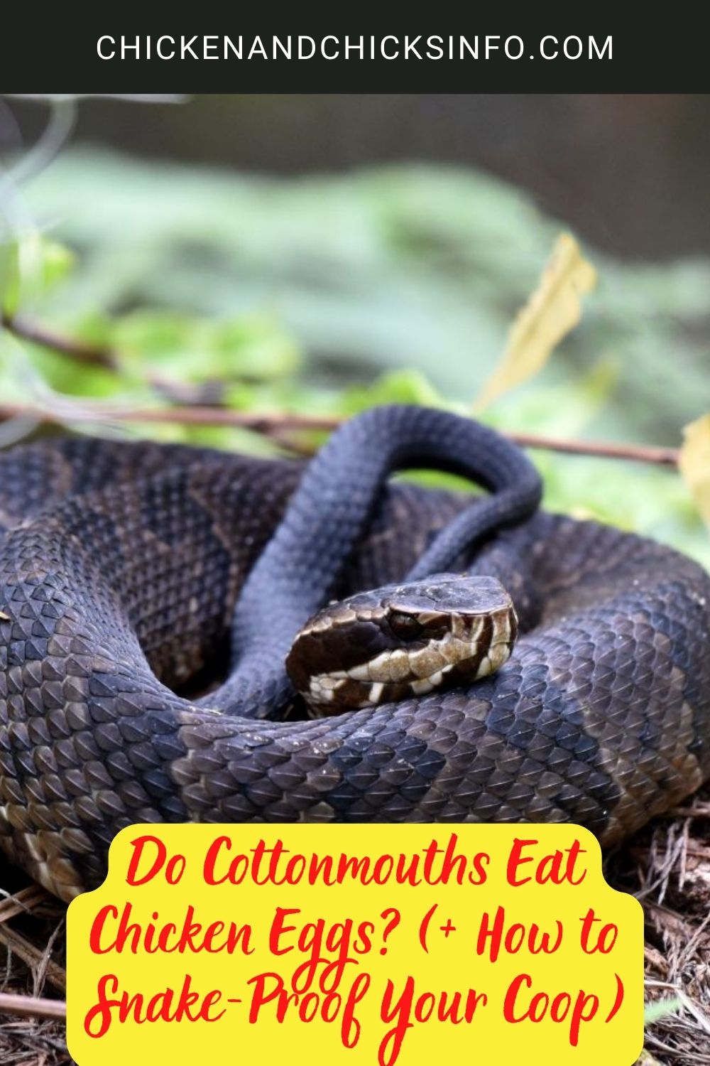 Do Cottonmouths Eat Chicken Eggs? (+ How to Snake-Proof Your Coop) psoter.
