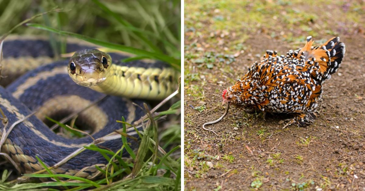 Do Garter Snakes Eat Chicken Eggs? (It’s Unlikely, Here’s Why