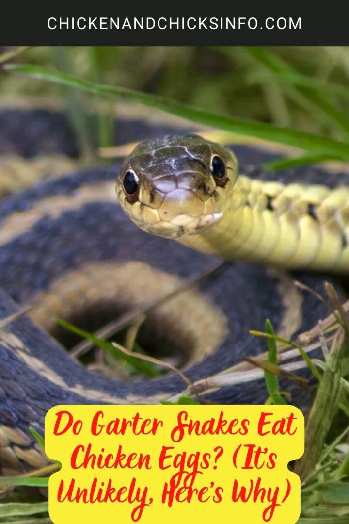 Do Garter Snakes Eat Chicken Eggs? (It’s Unlikely, Here’s Why