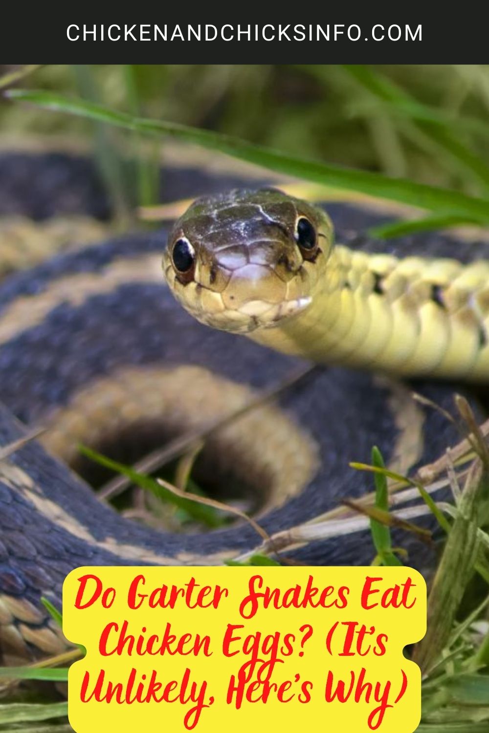 Do Garter Snakes Eat Chicken Eggs? (It’s Unlikely, Here’s Why) poster.
