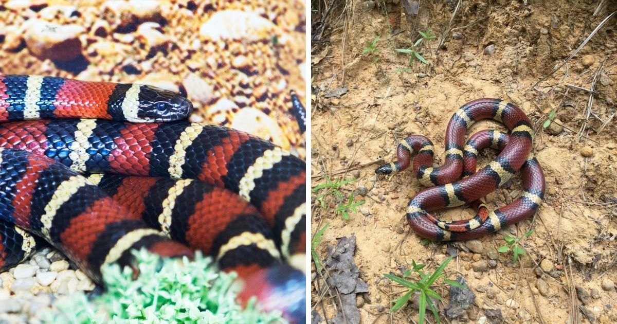 Do Milk Snakes Eat Chicken Eggs? (Things to Be Aware Of) Chicken