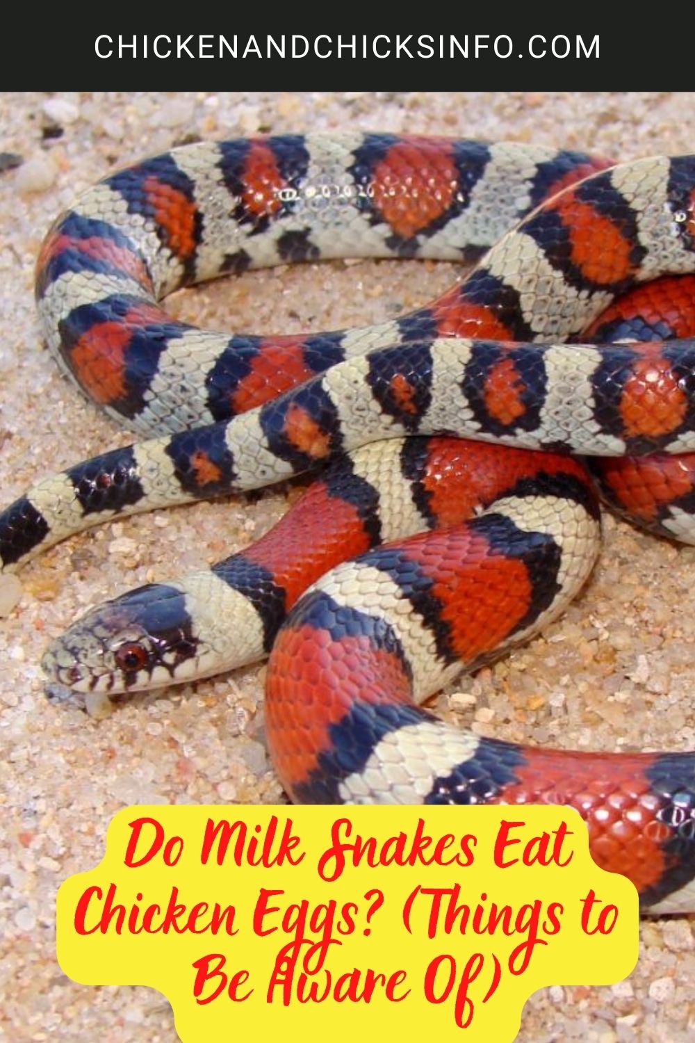 Do Milk Snakes Eat Chicken Eggs? (Things to Be Aware Of) poster.
