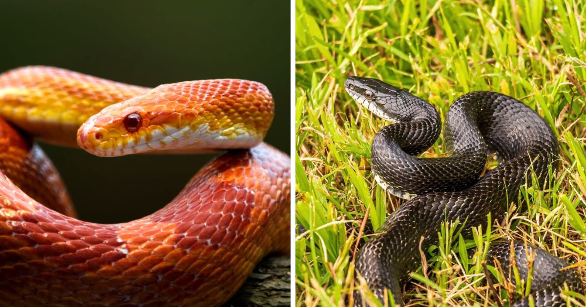 Do Rat Snakes Eat Chicken Eggs? (Yes, Here’s What To Do) - Chicken ...