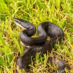 Black rat snake in the grass.