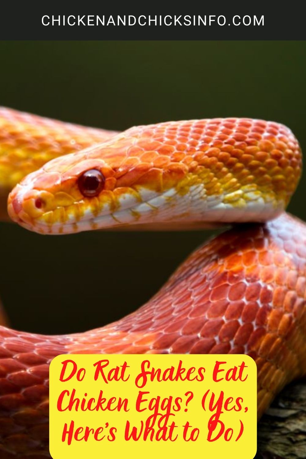 Do Rat Snakes Eat Chicken Eggs? (Yes, Here’s What to Do) poster.
