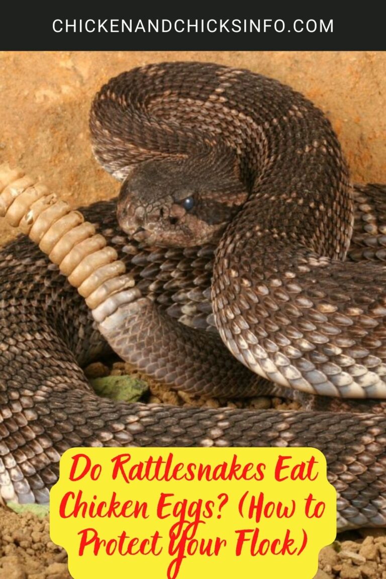 Do Rattlesnakes Eat Chicken Eggs? (How to Protect Your Flock) Chicken