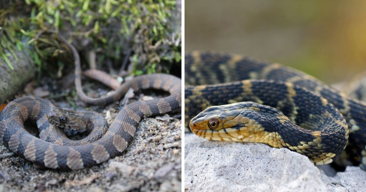 Do Water Snakes Eat Chicken Eggs? (They Do! Explained) - Chicken ...