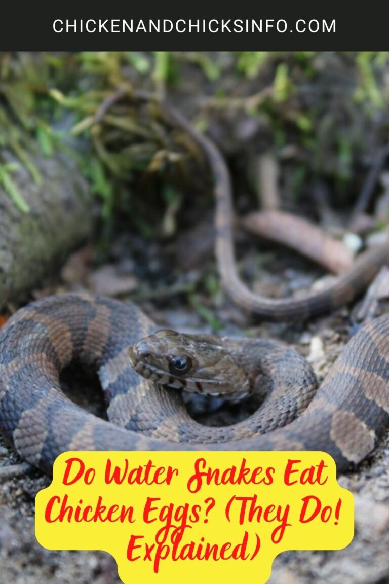 Do Water Snakes Eat Chicken Eggs? (They Do! Explained) - Chicken ...