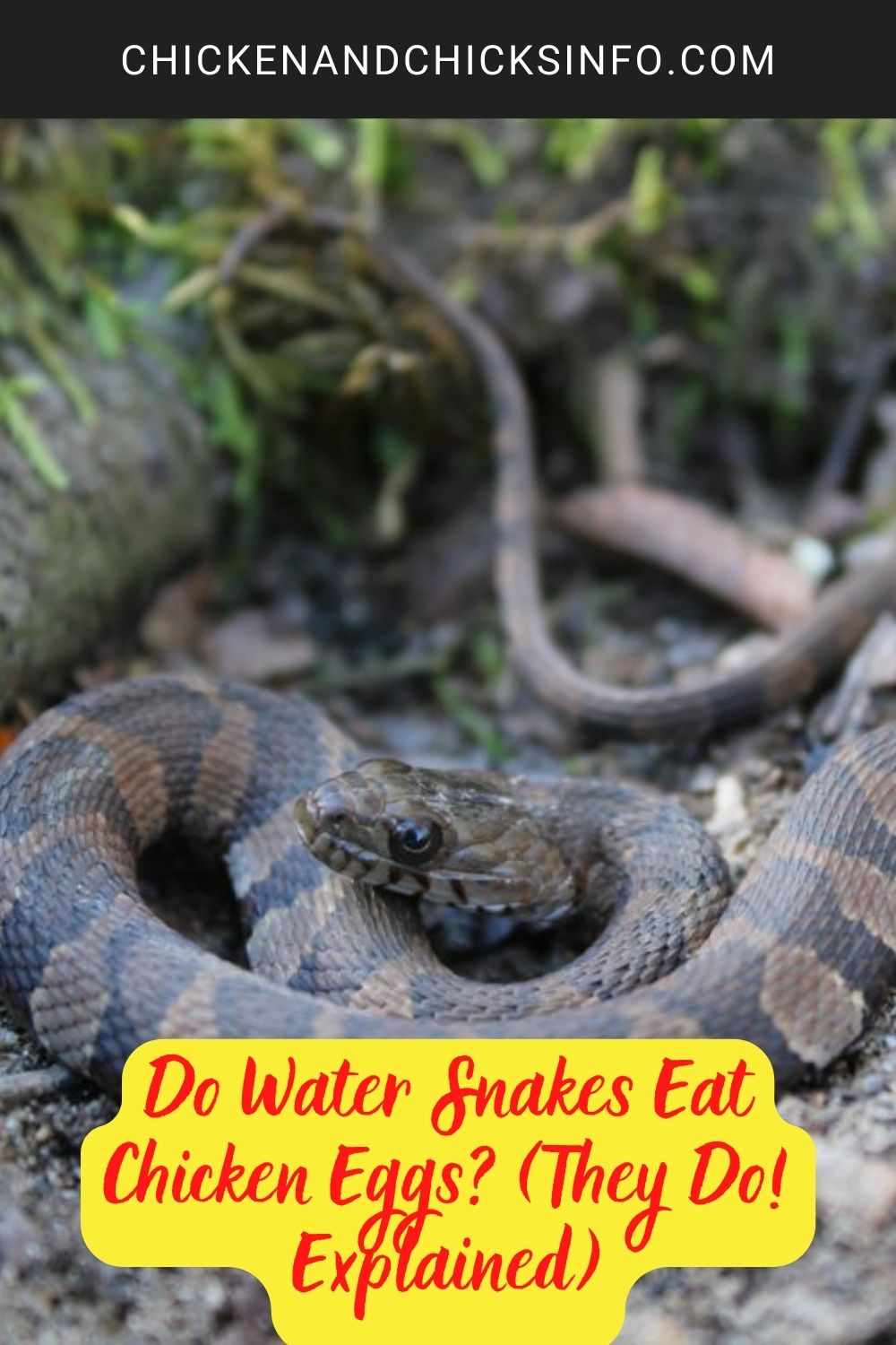 Do Water Snakes Eat Chicken Eggs? (They Do! Explained) poster.
