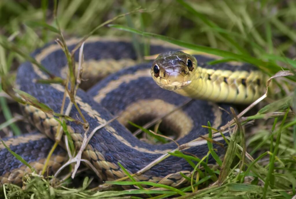 Do Garter Snakes Eat Chicken Eggs? (It’s Unlikely, Here’s Why ...