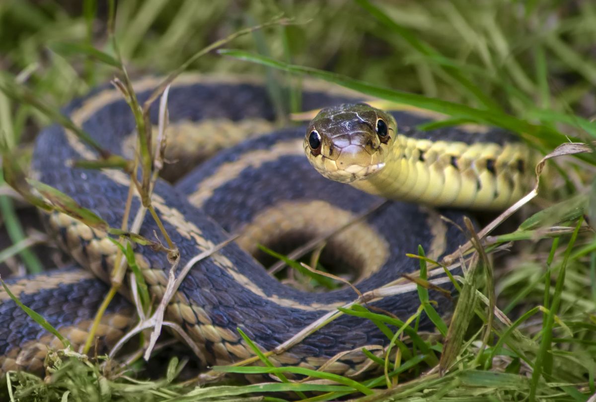 Small garter snake in grass.
