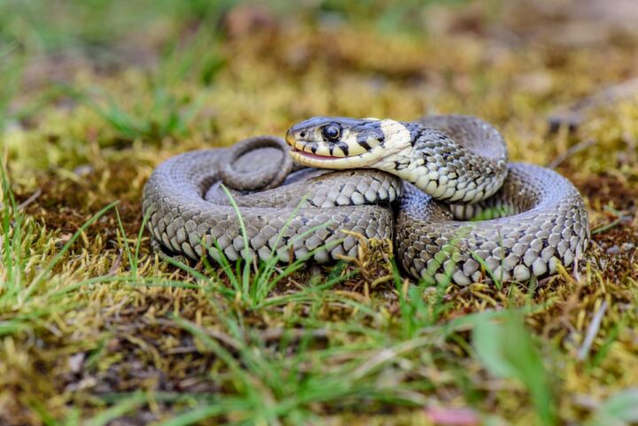 Is Snake Away Safe for Chickens? (Here’s What I Found) - Chicken