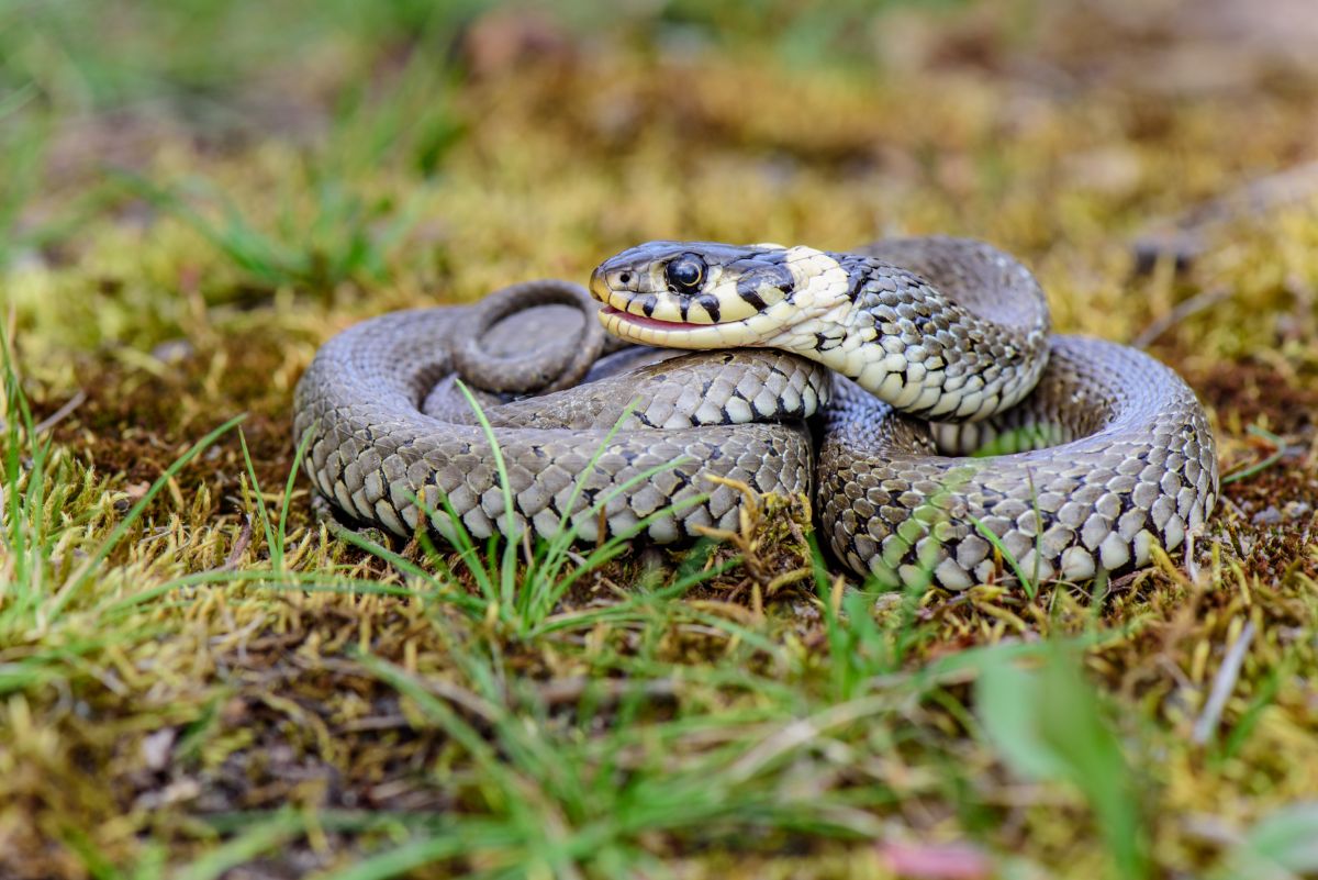 Grass snake on a meadow.