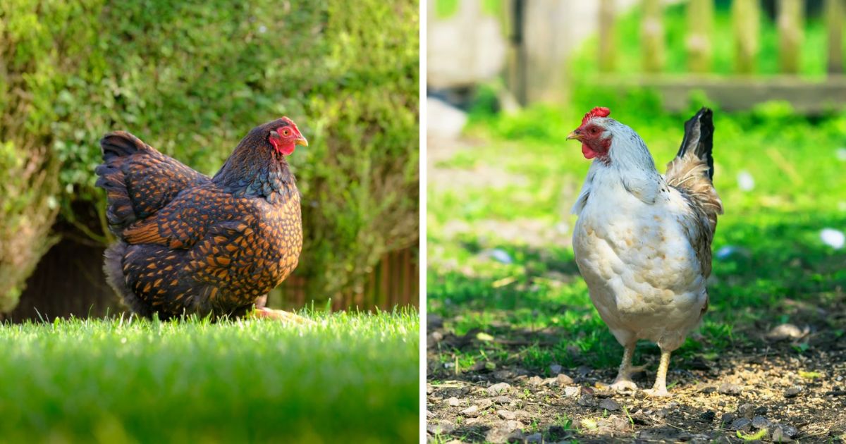 Is Cutter Backyard Spray Safe for Chickens? (Precautions) - Chicken ...