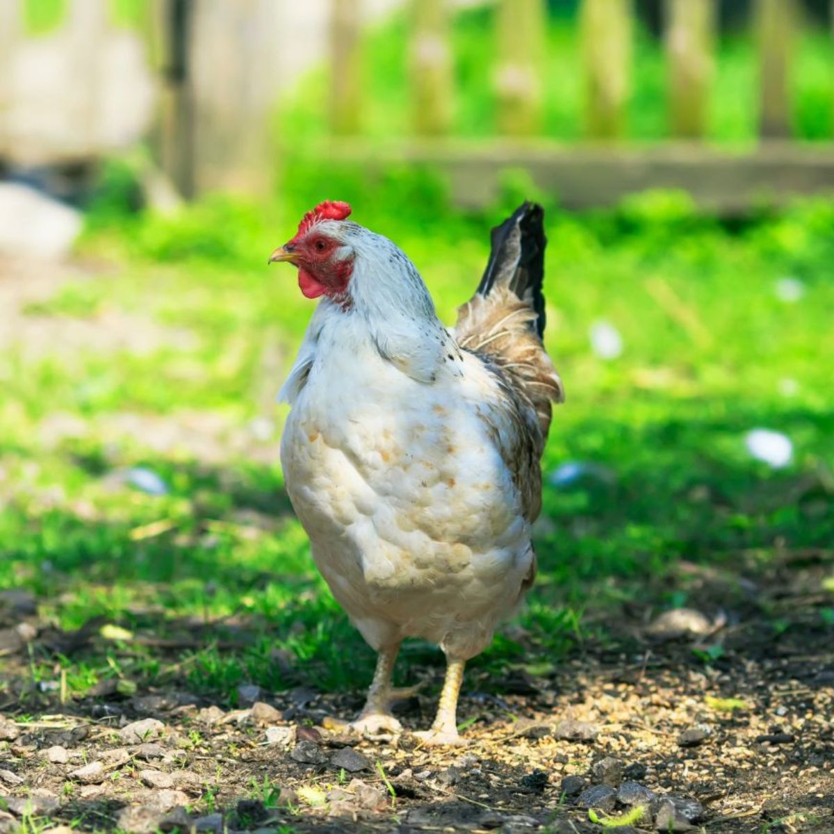 Chickens Losing Feathers on Back (5 Reasons & Solutions) - Chicken ...