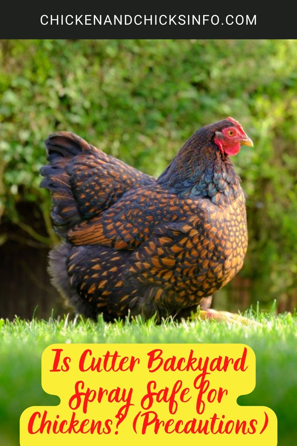 Is Cutter Backyard Spray Safe for Chickens? (Precautions) poster.
