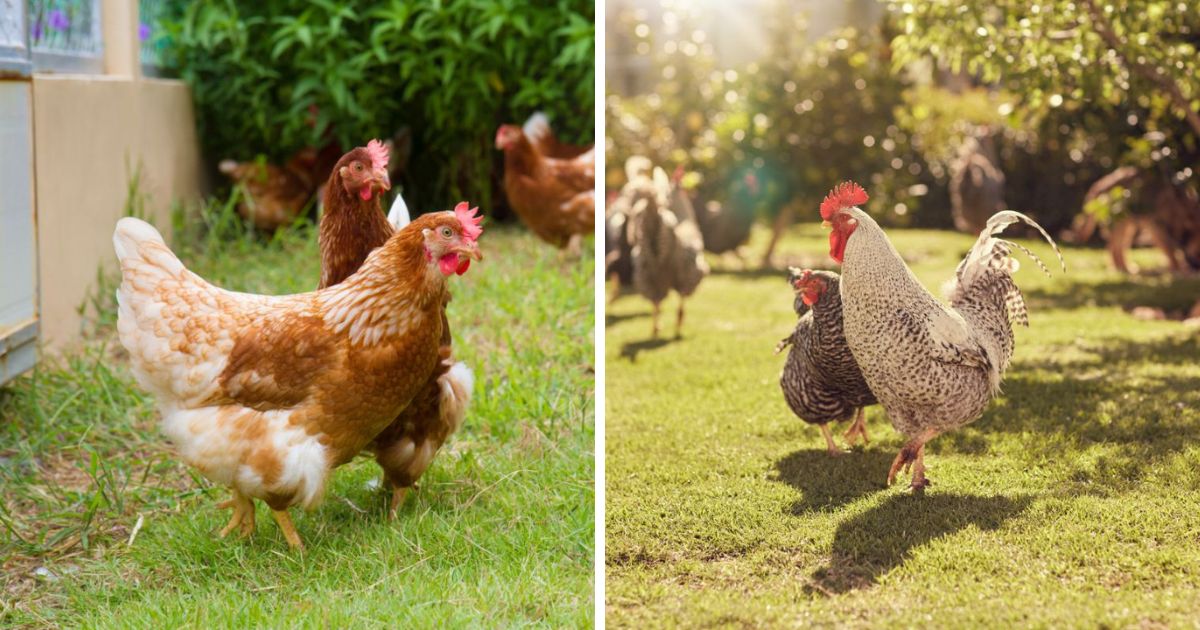 Is Sevin Dust Safe for Chickens? (I Asked the Manufacturer!) Chicken