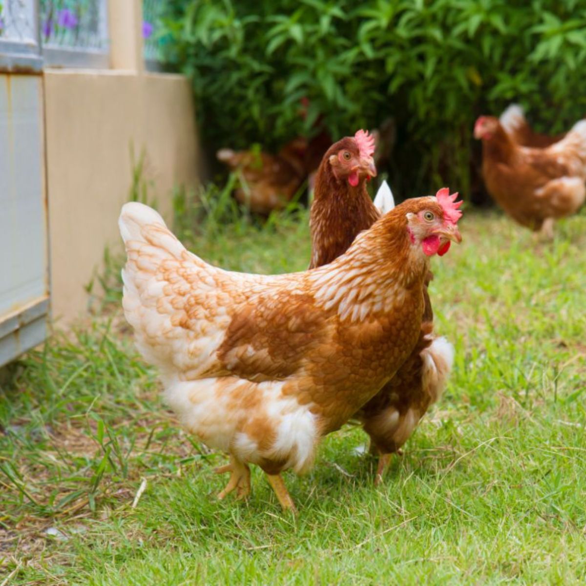 Chickens Losing Feathers on Back (5 Reasons & Solutions) Chicken