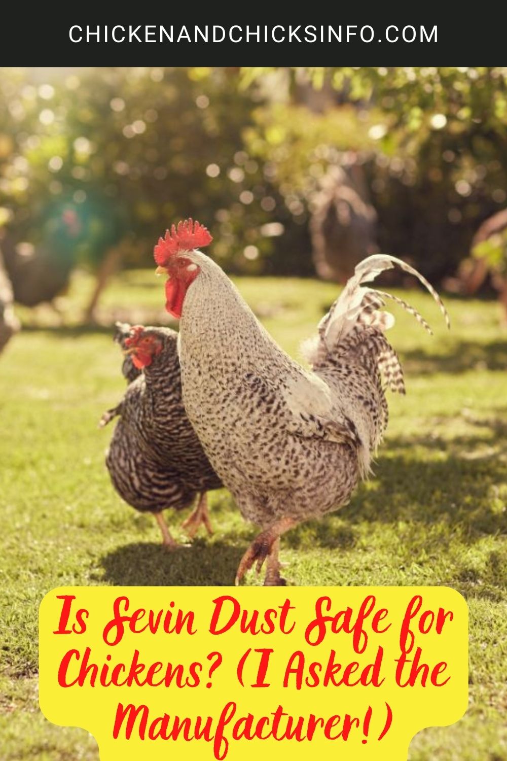 Is Sevin Dust Safe for Chickens? (I Asked the Manufacturer!) poster.
