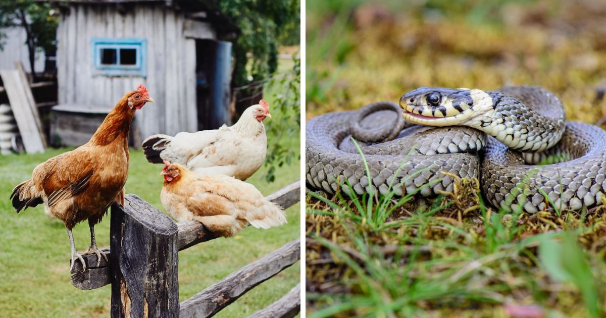 Is Snake Away Safe for Chickens? (Here’s What I Found) - Chicken